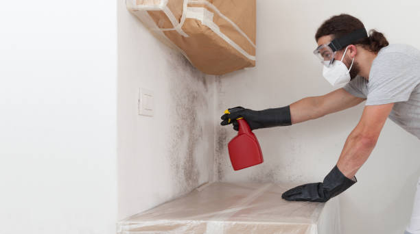 Professional Basement Mold Removal technician working in Crownsville, MD