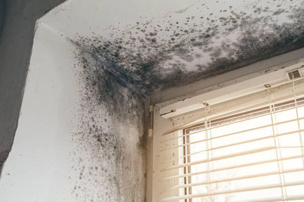 Affordable Basement Mold Removal solutions in Crownsville, MD