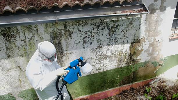 Top rated local Basement Mold Removal specialists in Crownsville, MD